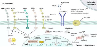 Systemic treatments for breast cancer brain metastasis